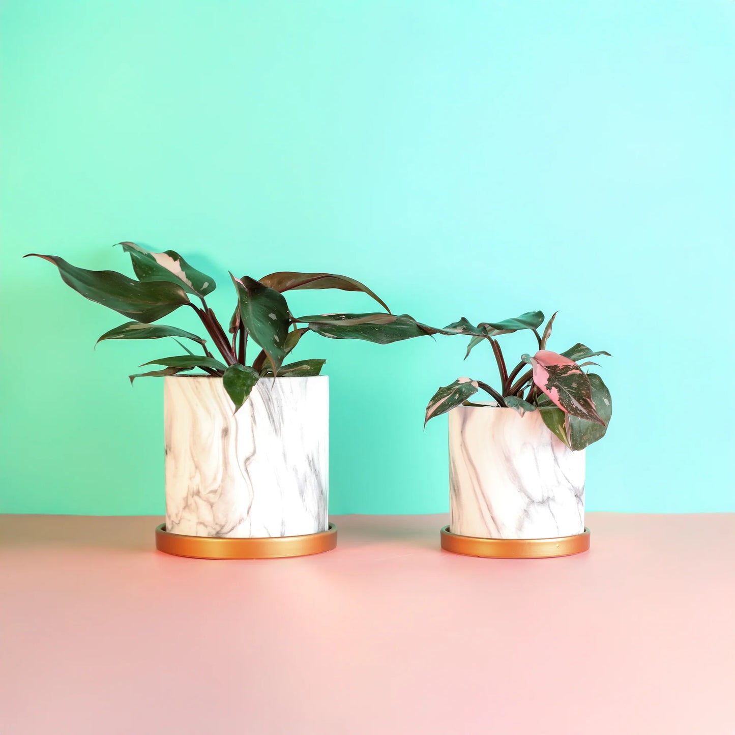 Philodendron 'Pink Princess'