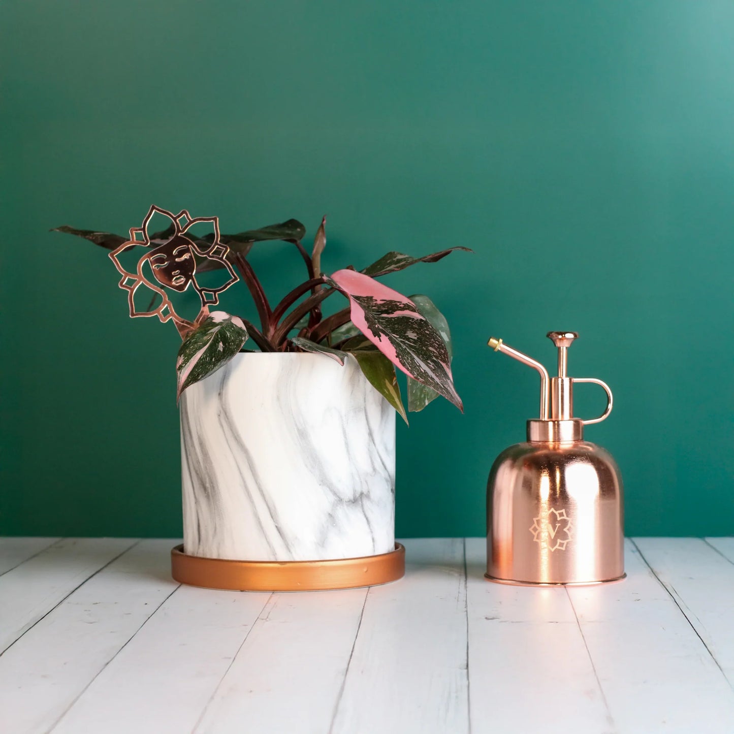 Philodendron 'Pink Princess'