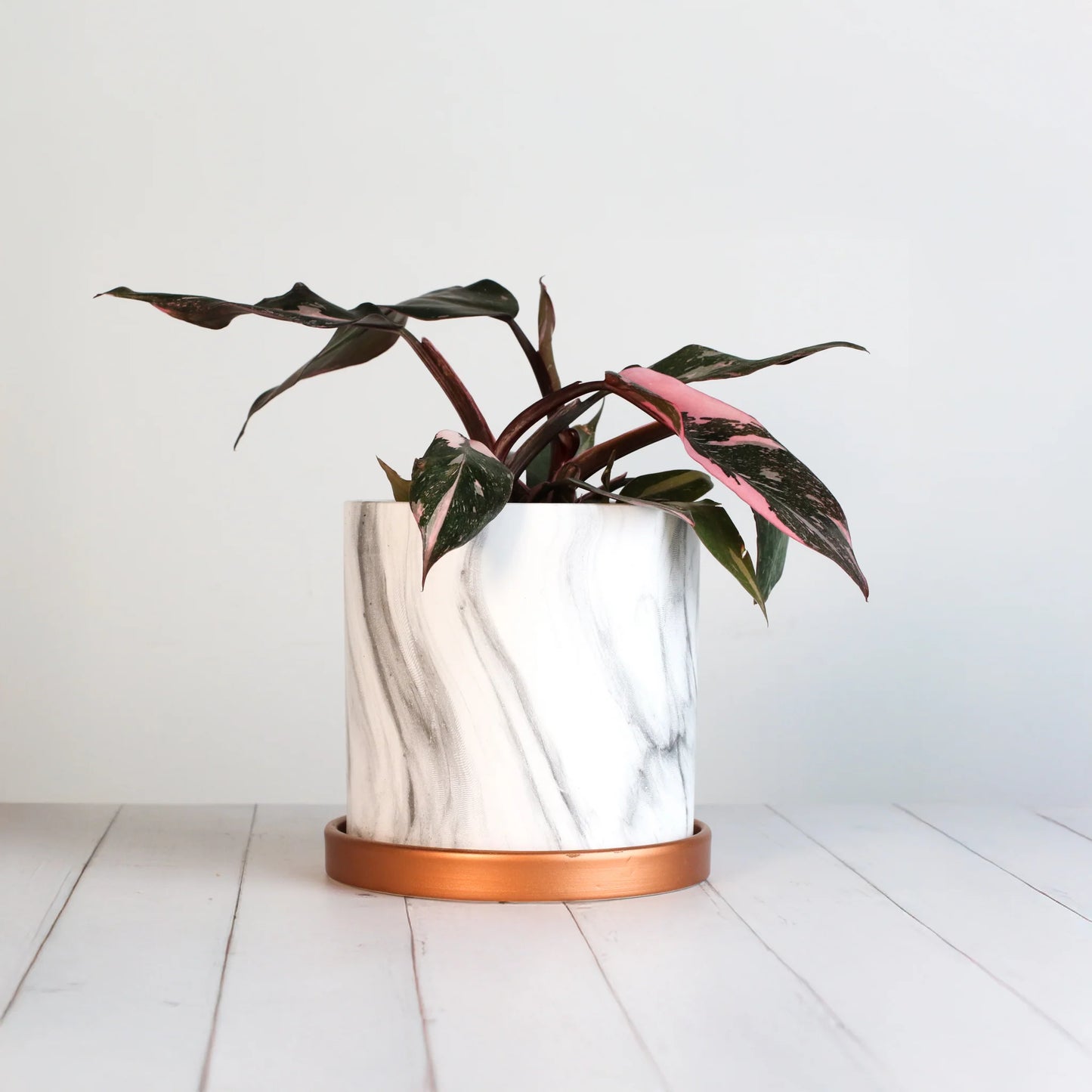 Philodendron 'Pink Princess'