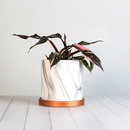 Philodendron 'Pink Princess'