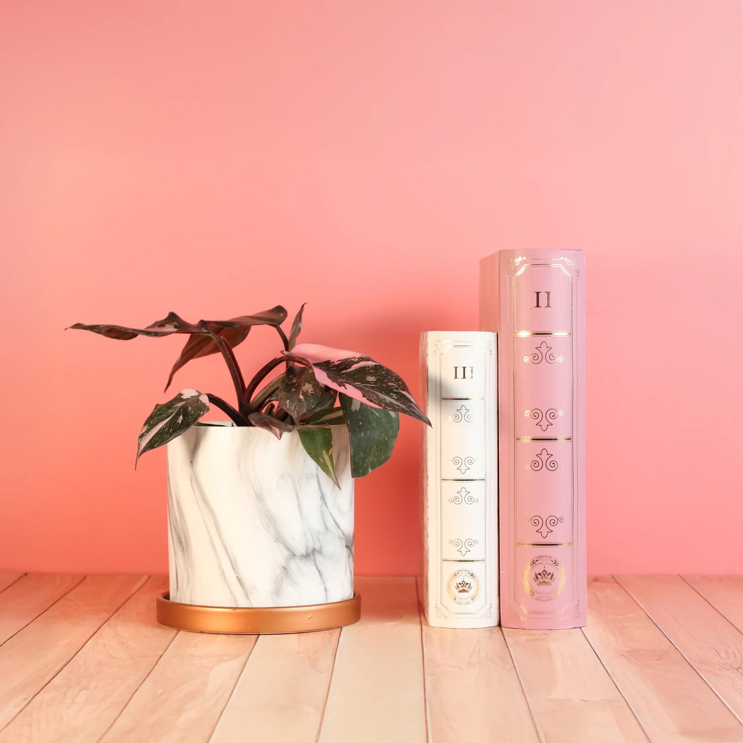 Philodendron 'Pink Princess'