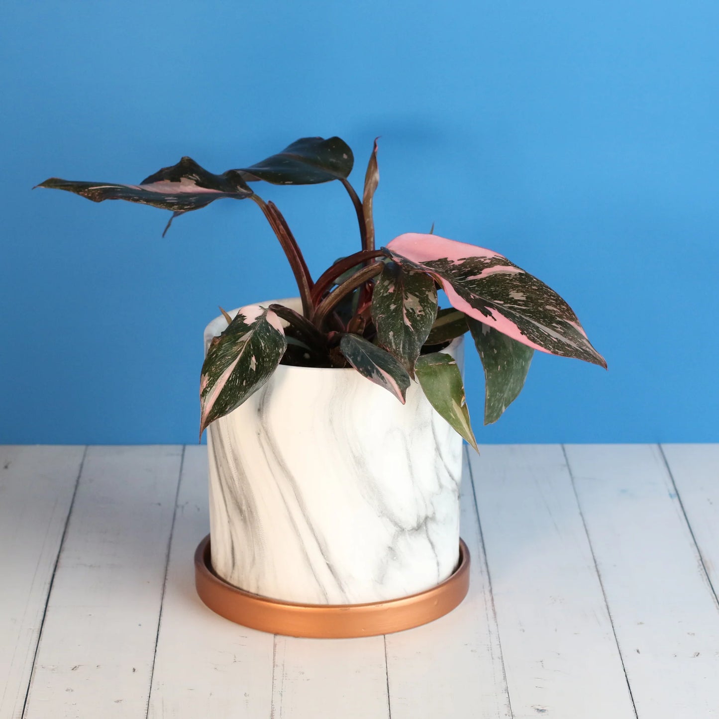 Philodendron 'Pink Princess'