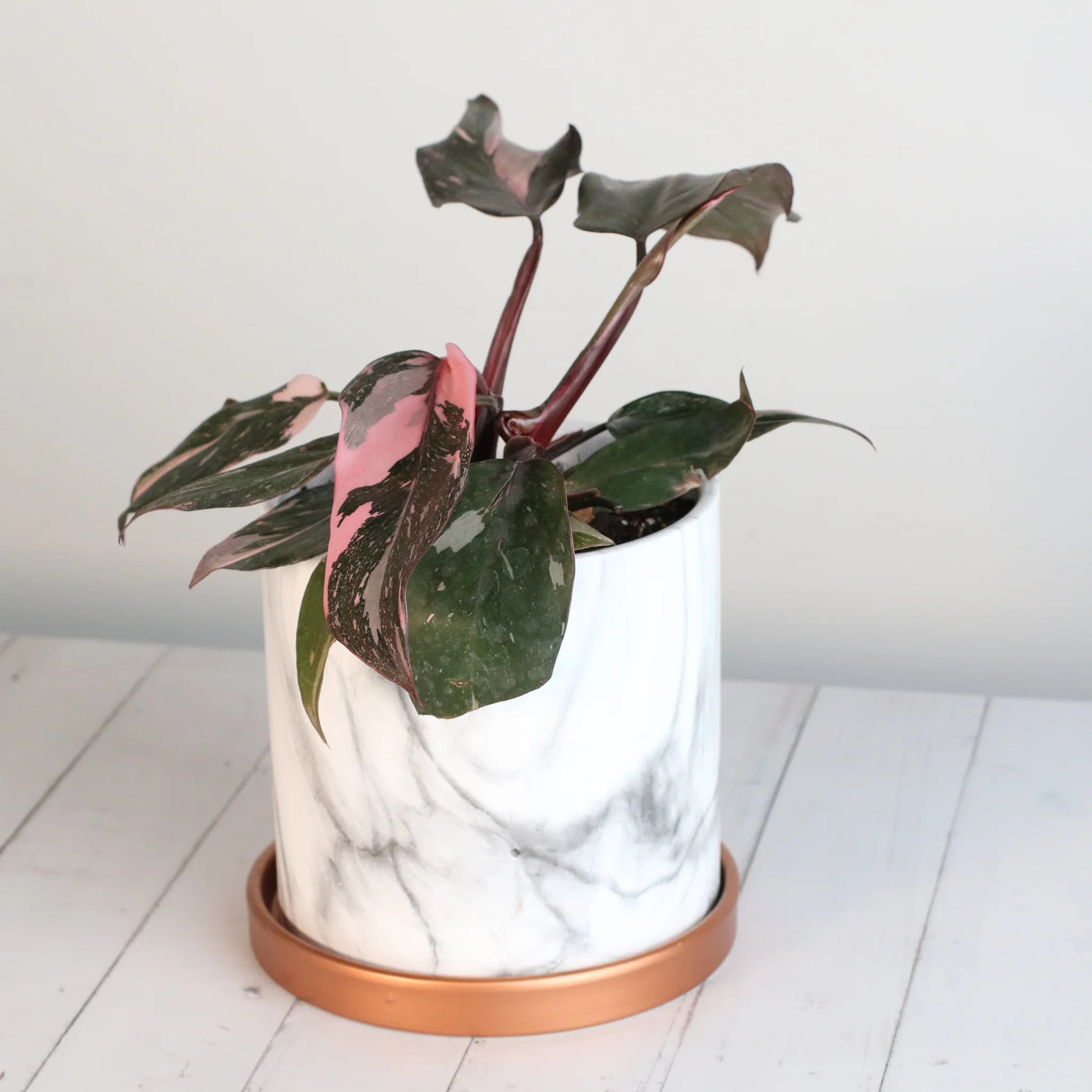 Philodendron 'Pink Princess'