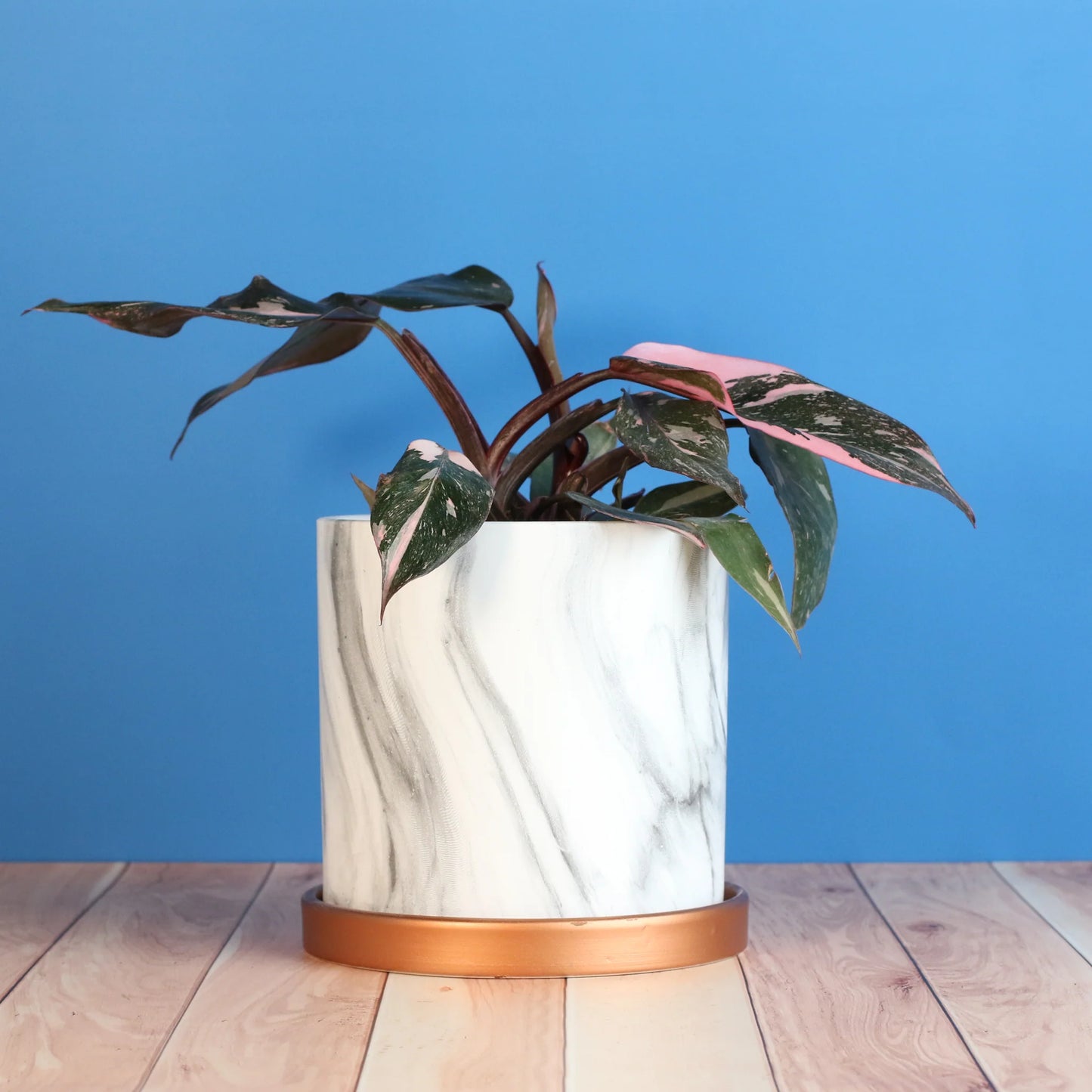 Philodendron 'Pink Princess'