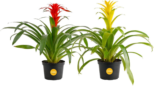 Bromeliad Live Plants (Pack of 2) - Blooming Flowers, 20-Inches Tall | Live Indoor Houseplants in Flower Pots | Assorted Colors | Housewarming Gift, Home, Office, Room Decor