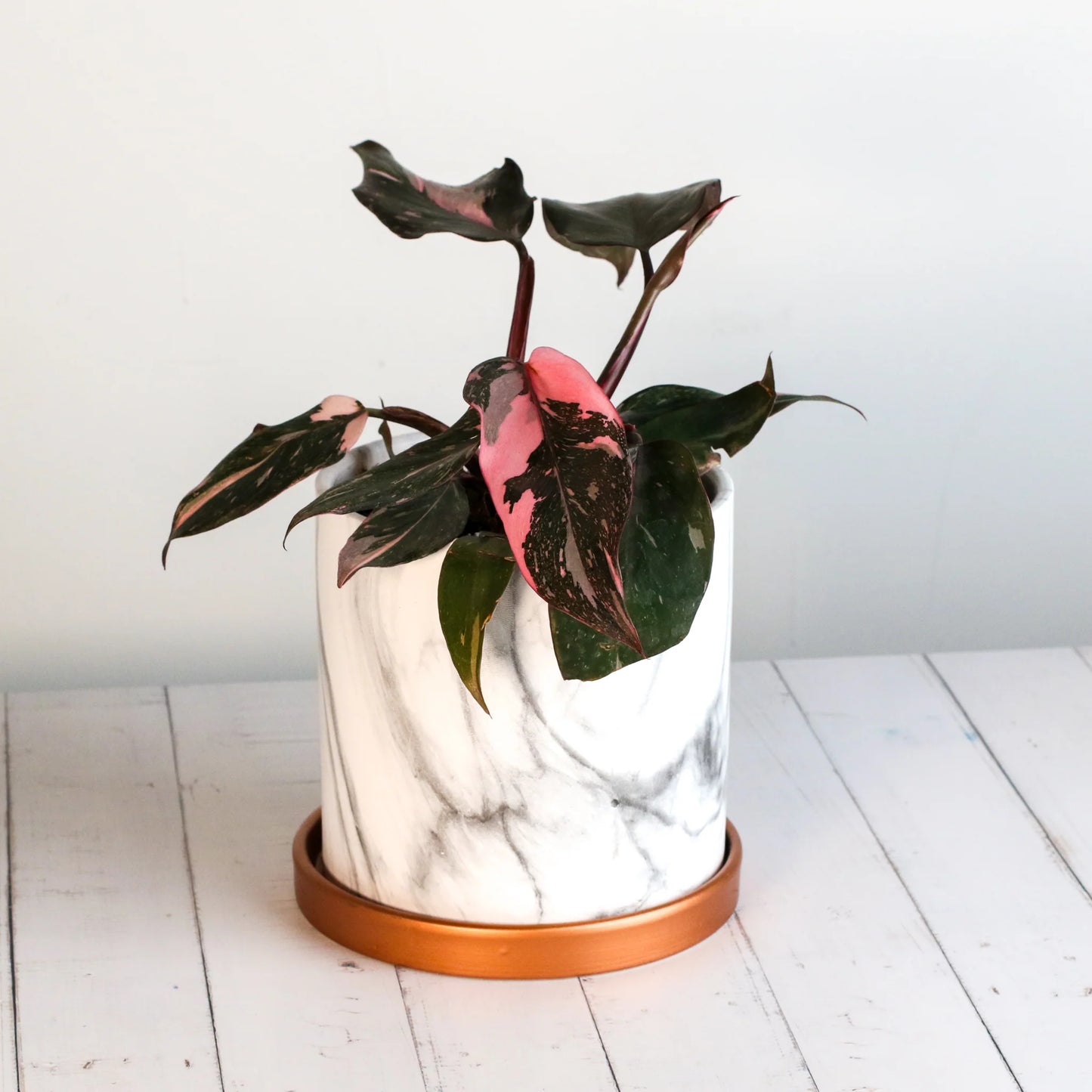 Philodendron 'Pink Princess'