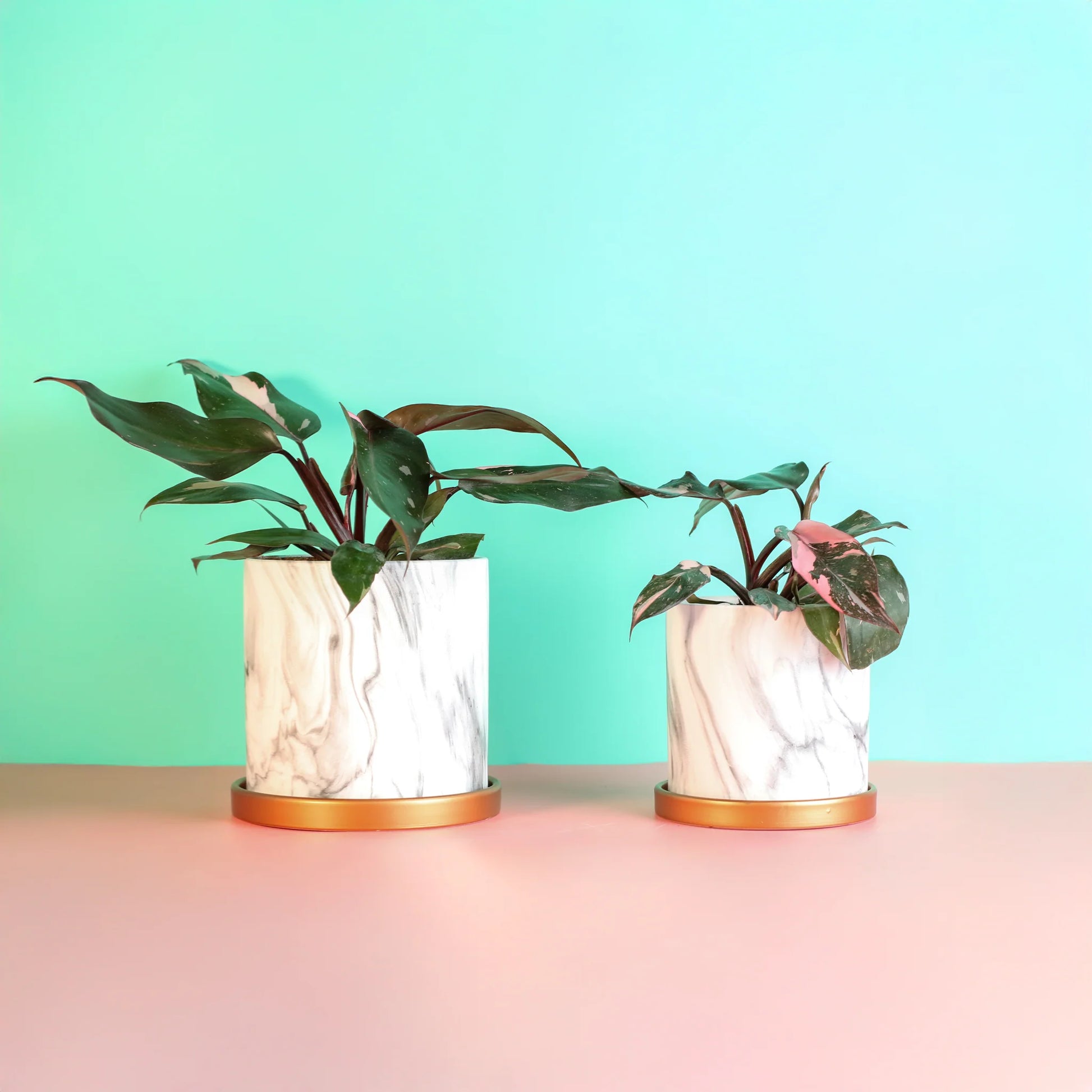 Philodendron 'Pink Princess'