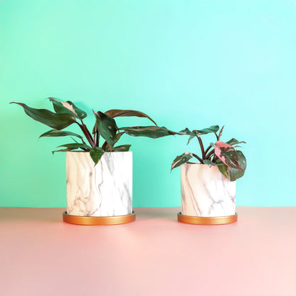 Philodendron 'Pink Princess'