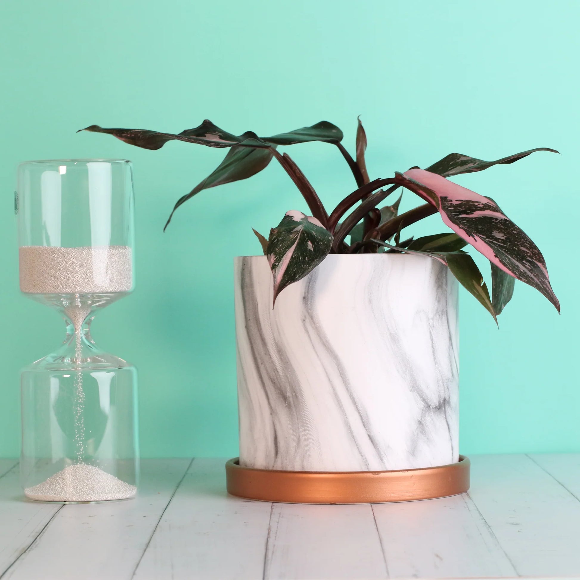 Philodendron 'Pink Princess'