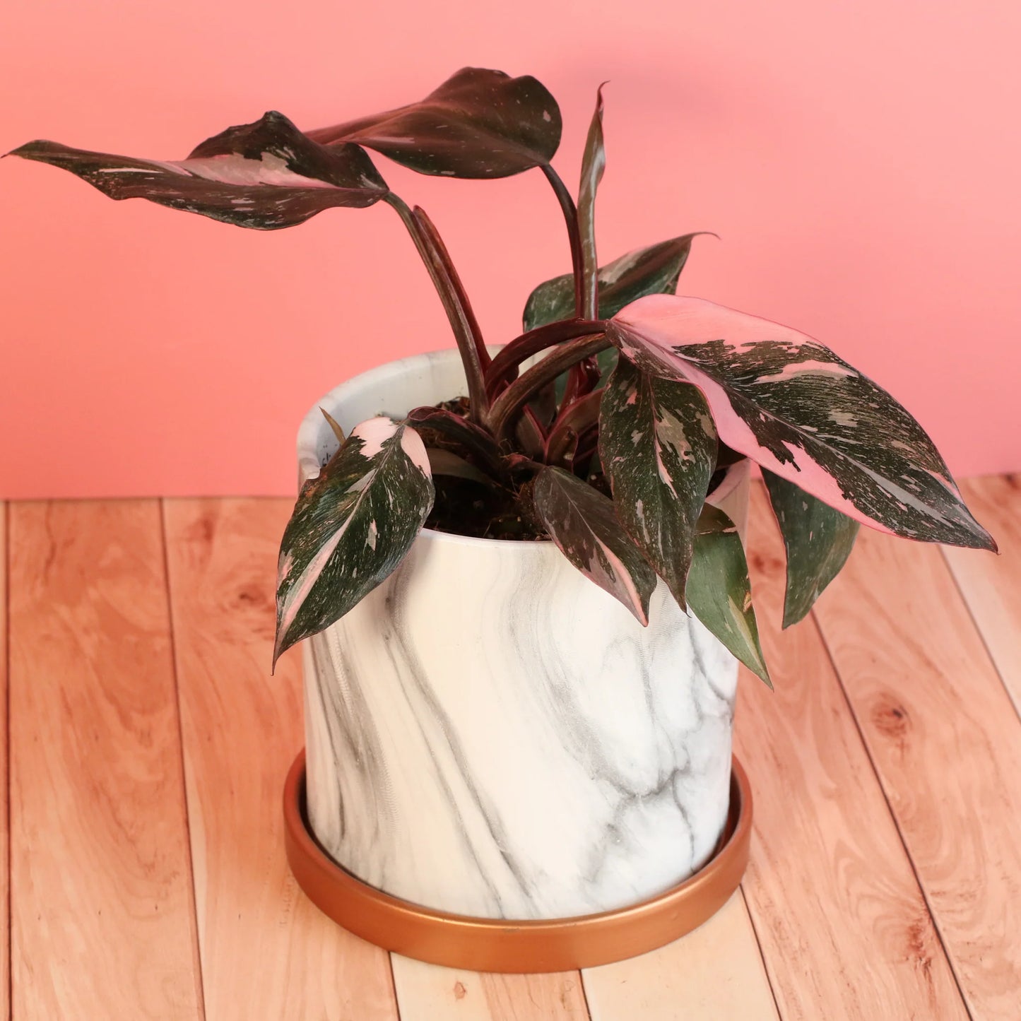 Philodendron 'Pink Princess'