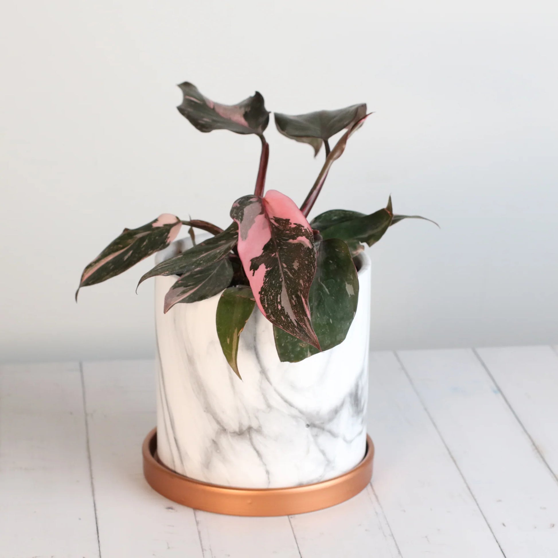 Philodendron 'Pink Princess'