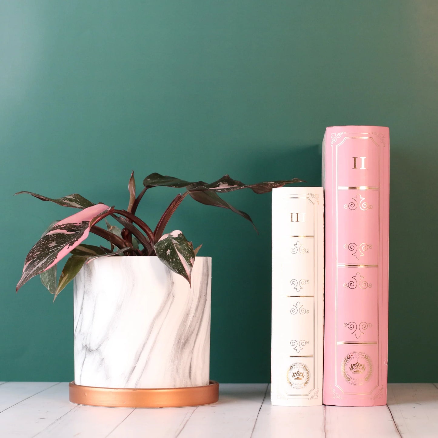 Philodendron 'Pink Princess'