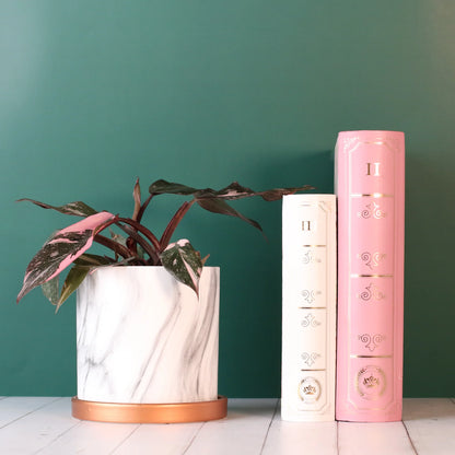 Philodendron 'Pink Princess'