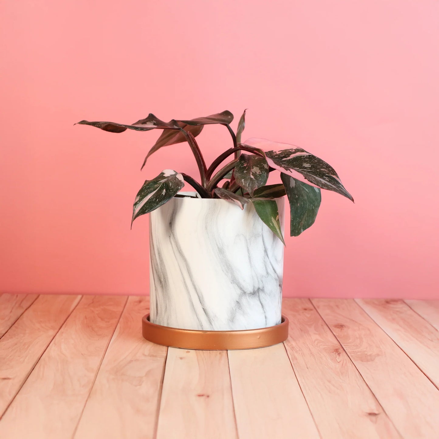 Philodendron 'Pink Princess'