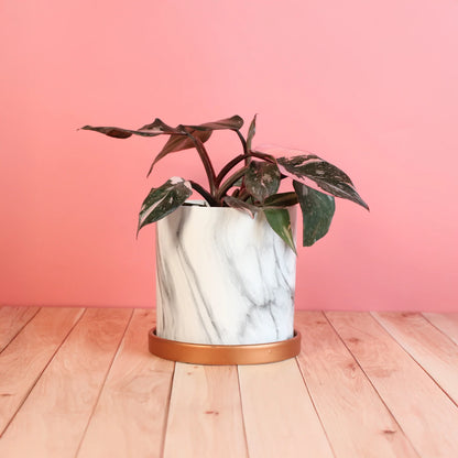 Philodendron 'Pink Princess'
