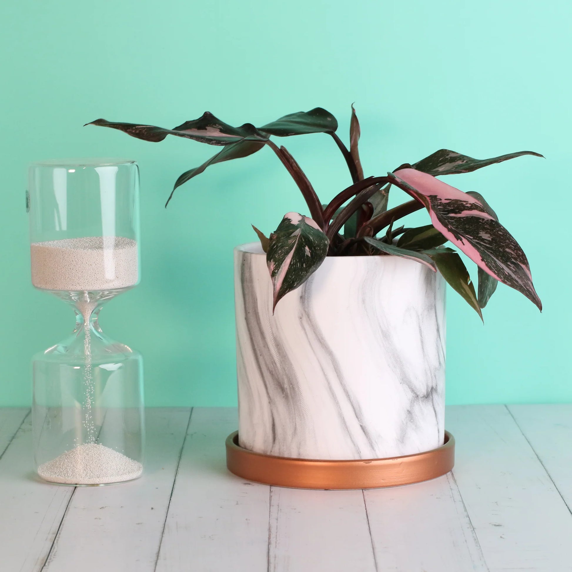 Philodendron 'Pink Princess'