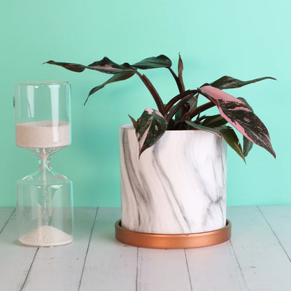 Philodendron 'Pink Princess'