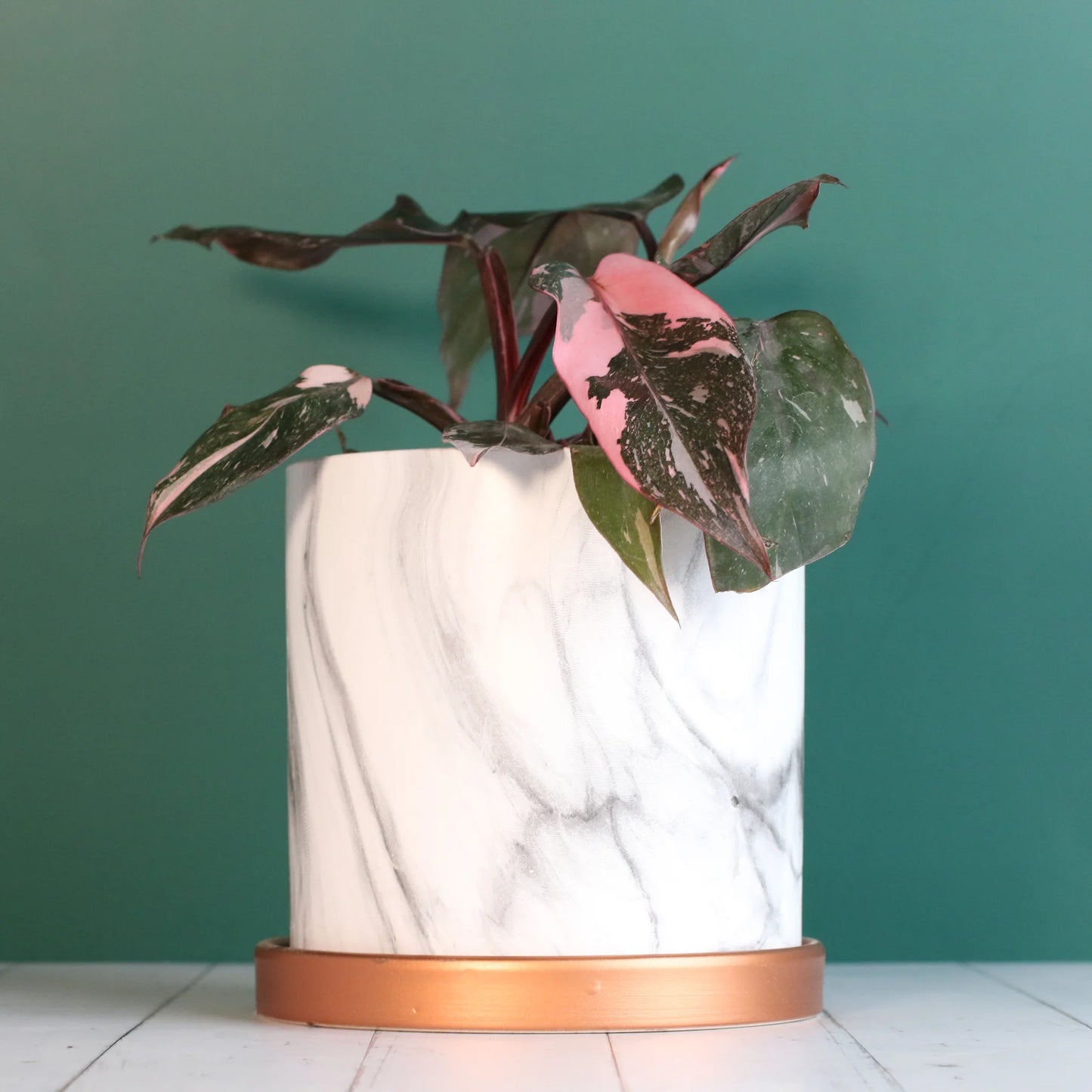 Philodendron 'Pink Princess'