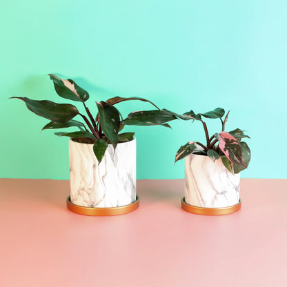 Philodendron 'Pink Princess'