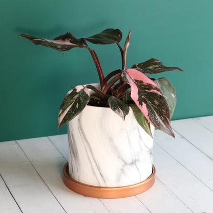 Philodendron 'Pink Princess'