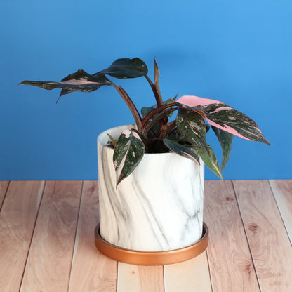 Philodendron 'Pink Princess'