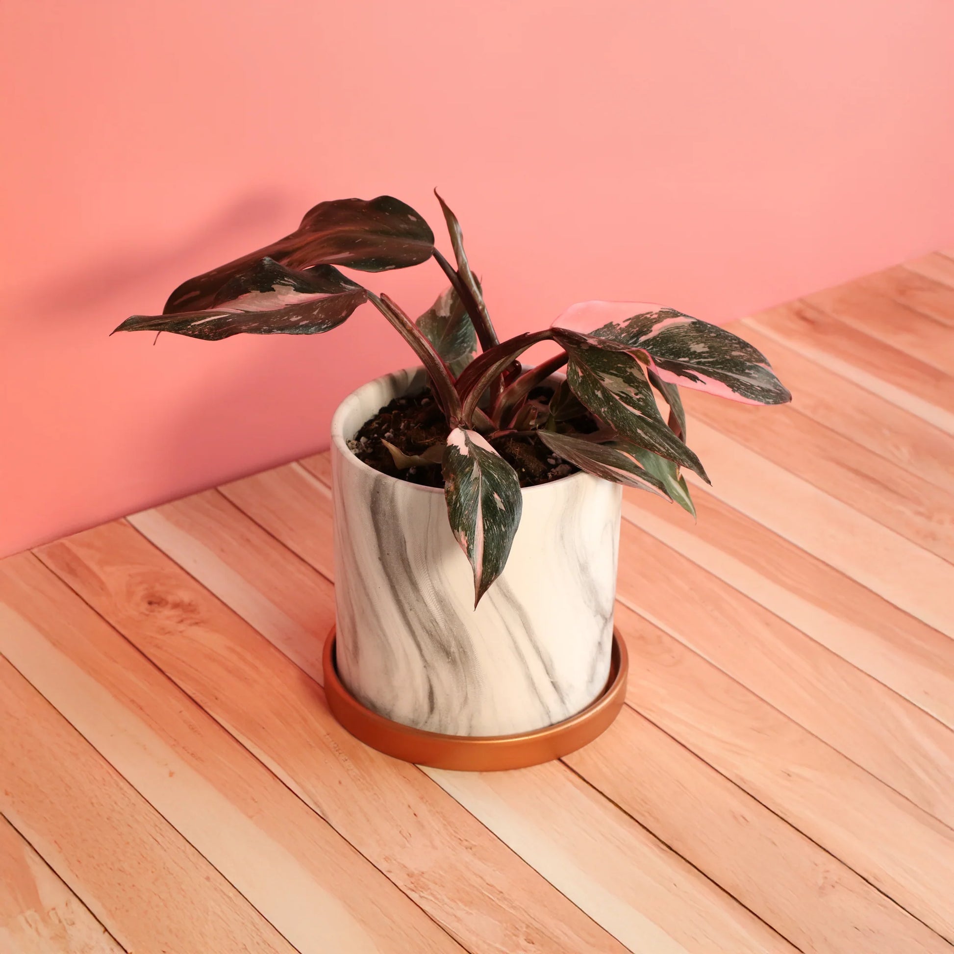 Philodendron 'Pink Princess'