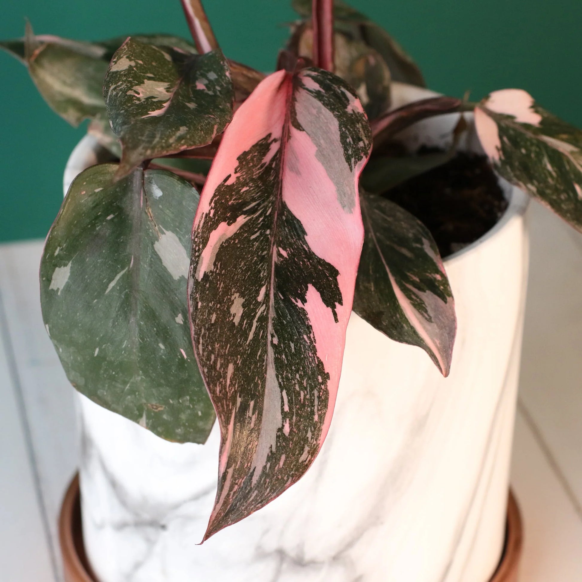 Philodendron 'Pink Princess'