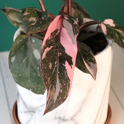 Philodendron 'Pink Princess'