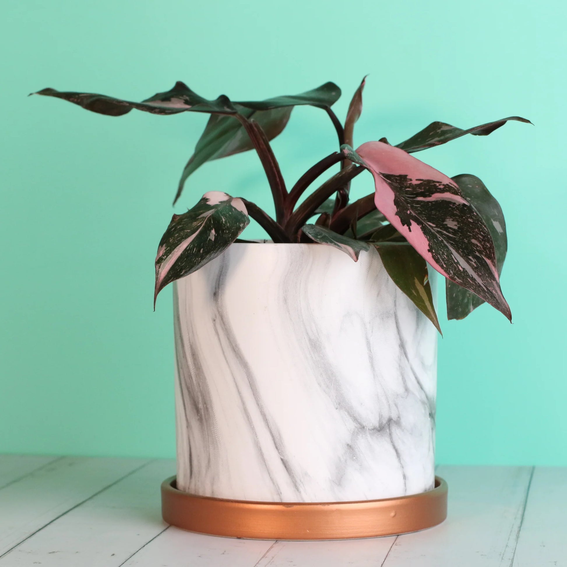 Philodendron 'Pink Princess'