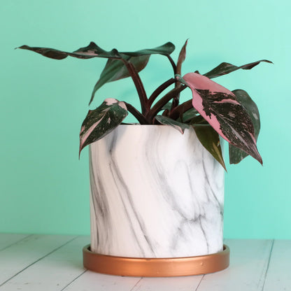 Philodendron 'Pink Princess'