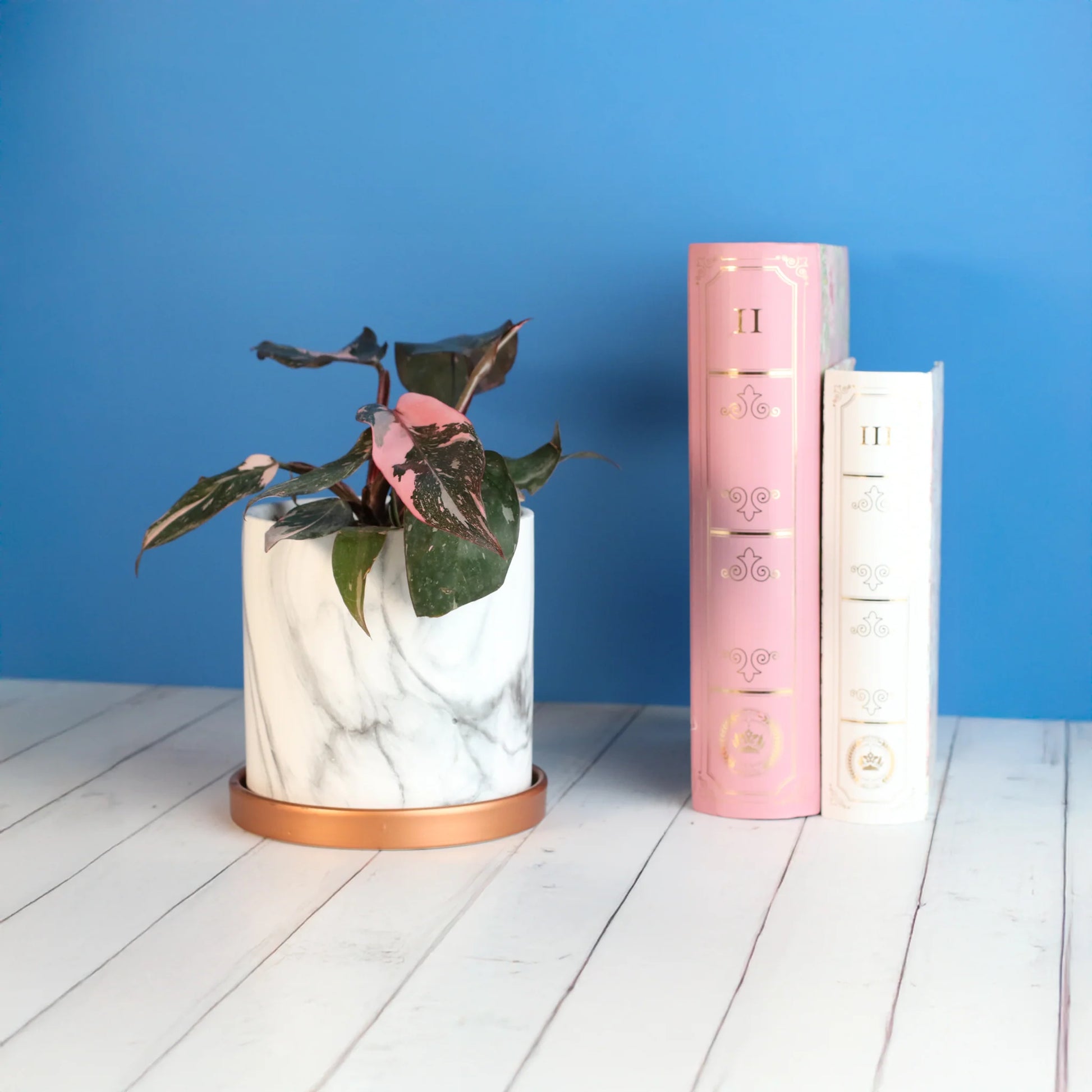 Philodendron 'Pink Princess'