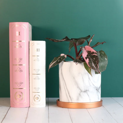 Philodendron 'Pink Princess'