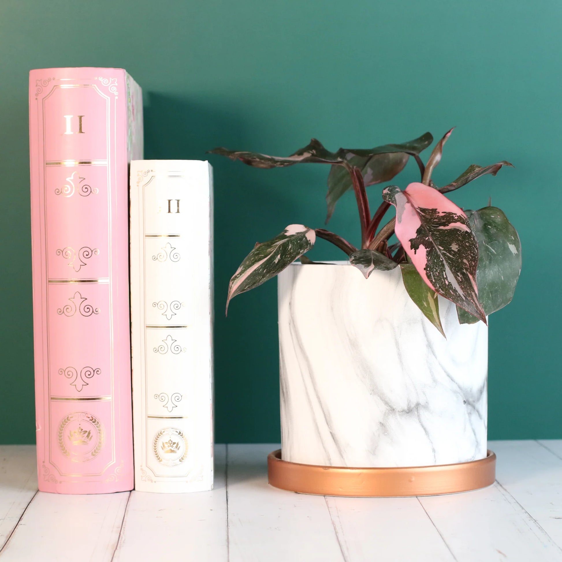 Philodendron 'Pink Princess'