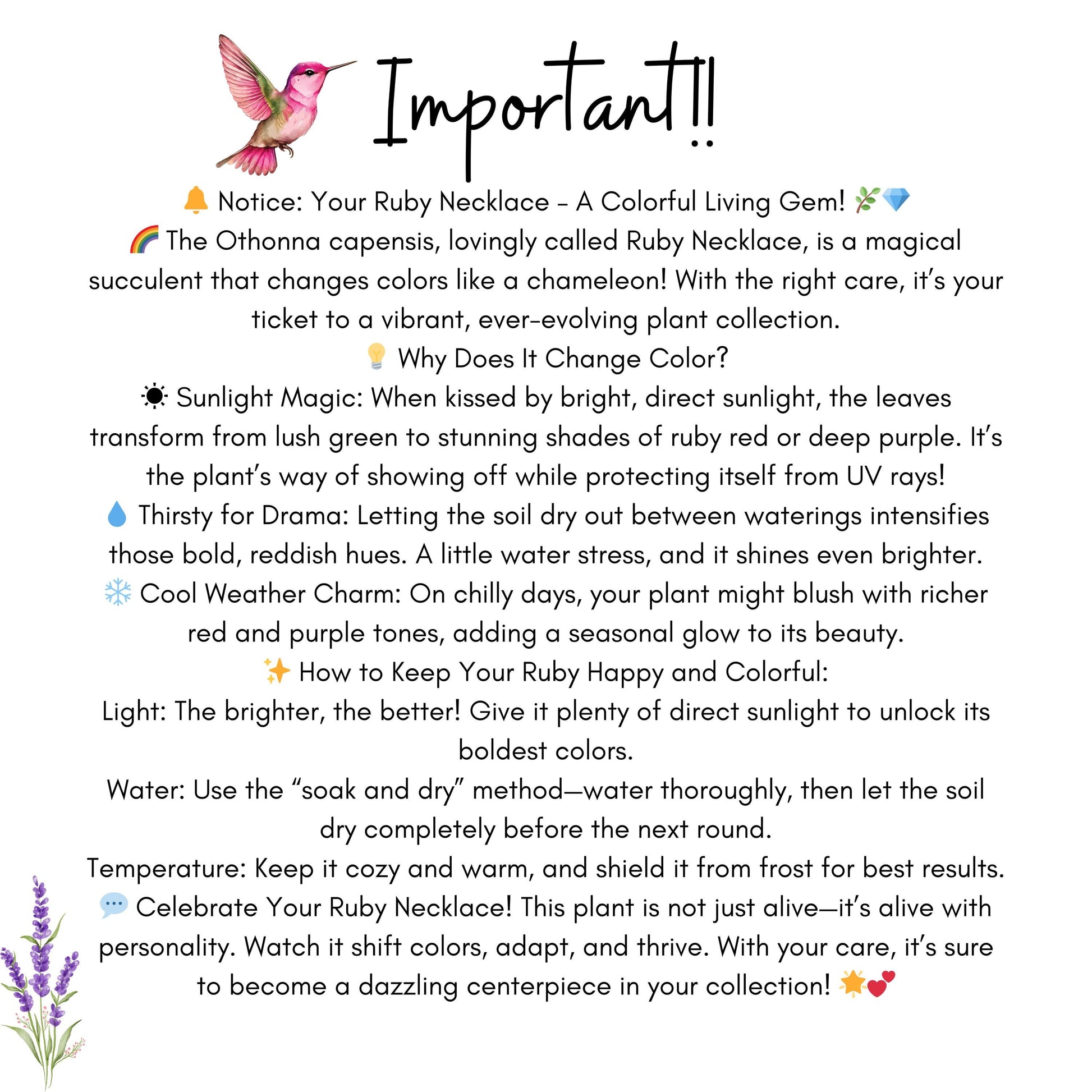 Ruby Necklace Succulent – Colorful Hanging Plant Gift, Easy-Care Trailing Succulent for Home or Office