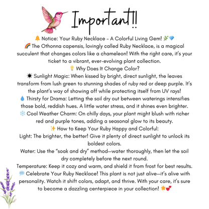 Ruby Necklace Succulent – Colorful Hanging Plant Gift, Easy-Care Trailing Succulent for Home or Office