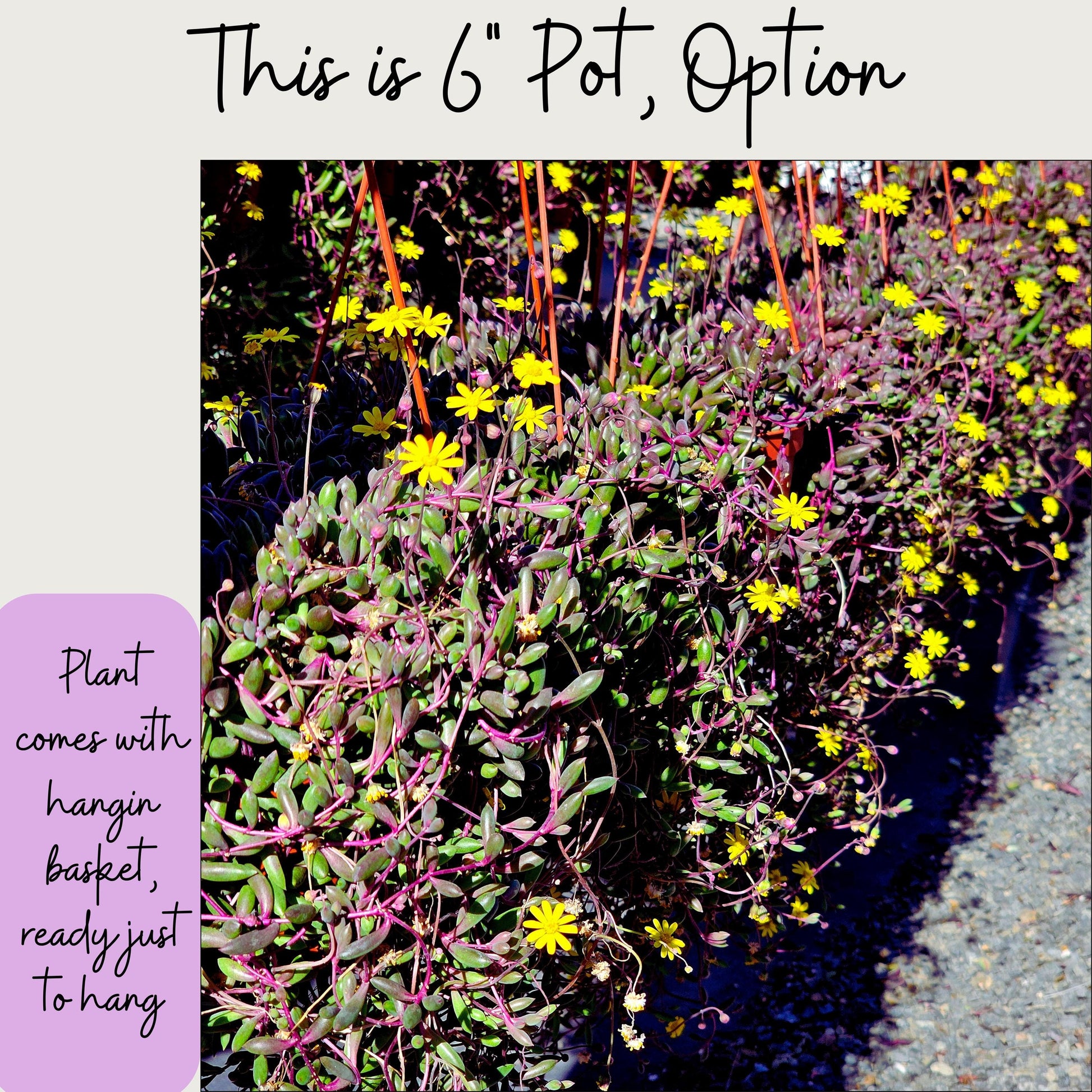 Ruby Necklace Succulent – Colorful Hanging Plant Gift, Easy-Care Trailing Succulent for Home or Office