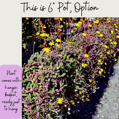 Ruby Necklace Succulent – Colorful Hanging Plant Gift, Easy-Care Trailing Succulent for Home or Office