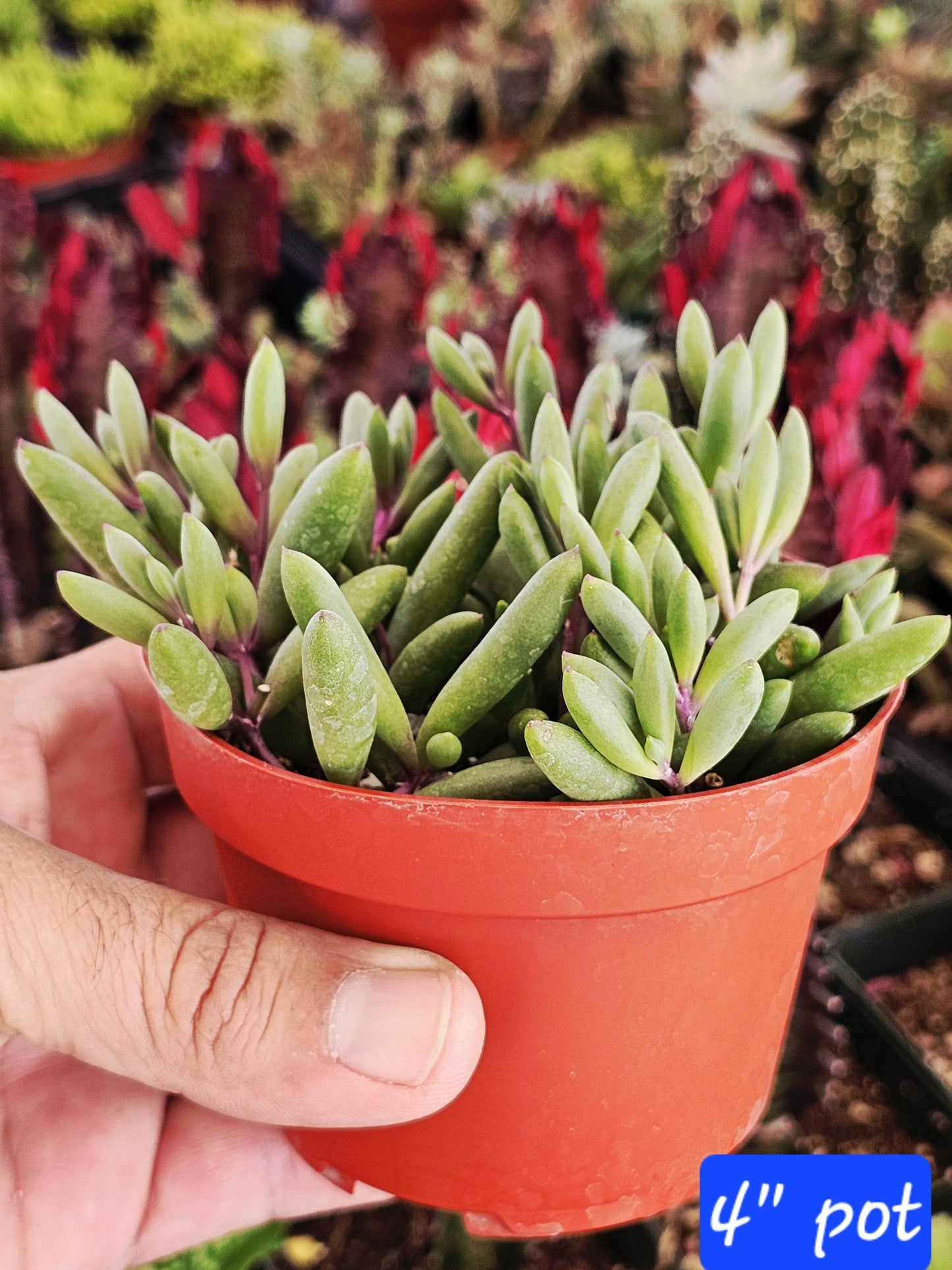 Ruby Necklace Succulent – Colorful Hanging Plant Gift, Easy-Care Trailing Succulent for Home or Office