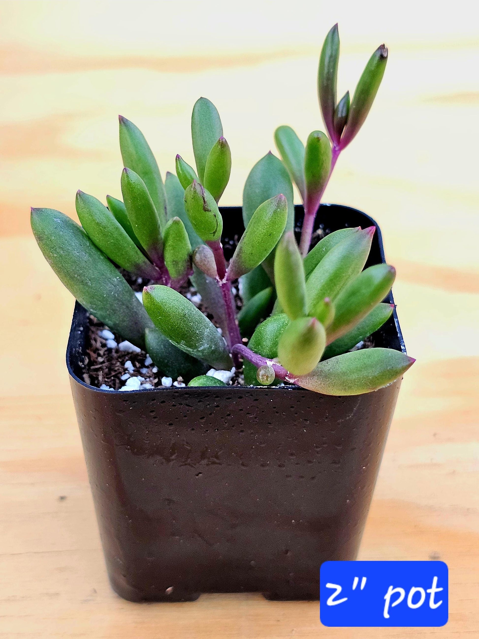 Ruby Necklace Succulent – Colorful Hanging Plant Gift, Easy-Care Trailing Succulent for Home or Office