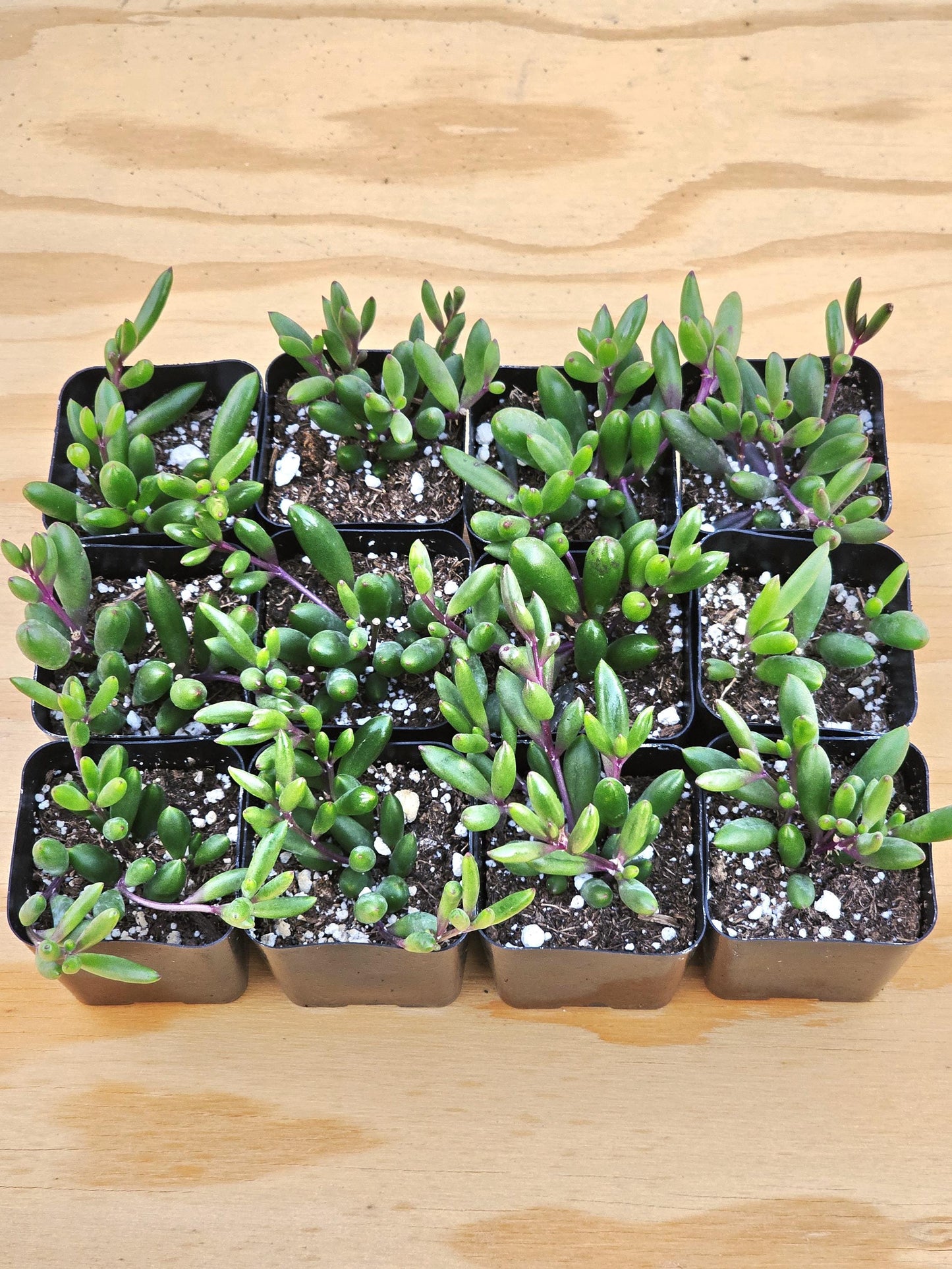 Ruby Necklace Succulent – Colorful Hanging Plant Gift, Easy-Care Trailing Succulent for Home or Office