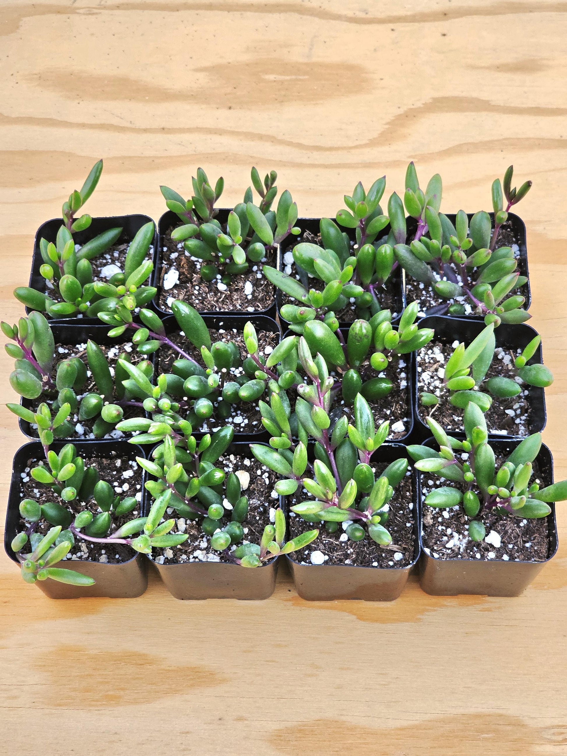 Ruby Necklace Succulent – Colorful Hanging Plant Gift, Easy-Care Trailing Succulent for Home or Office