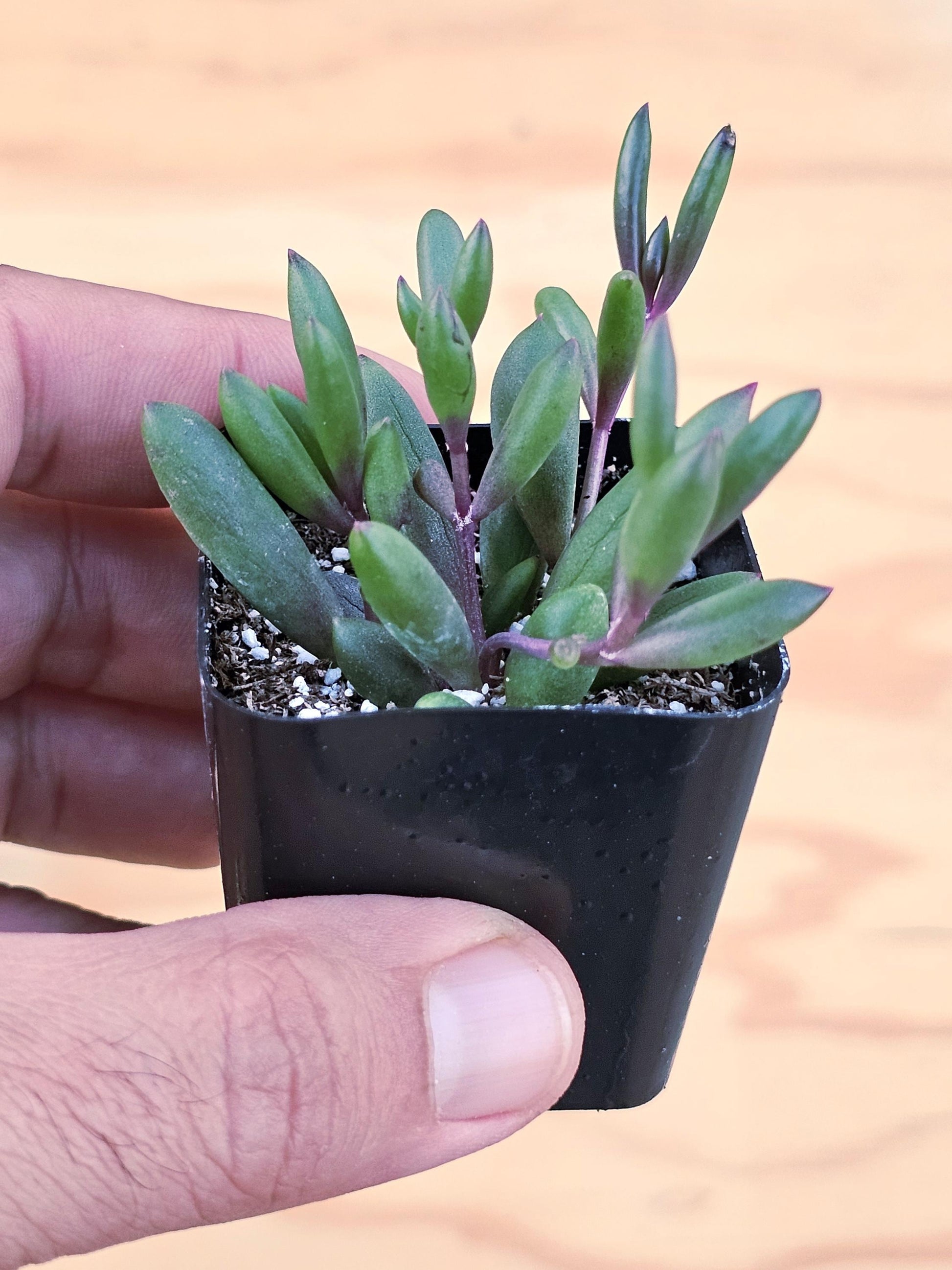 Ruby Necklace Succulent – Colorful Hanging Plant Gift, Easy-Care Trailing Succulent for Home or Office