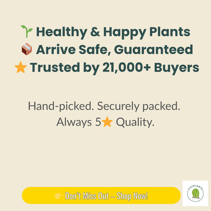 Ruby Necklace Succulent – Colorful Hanging Plant Gift, Easy-Care Trailing Succulent for Home or Office